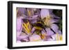 Common Bumblebee on Crocus Flower Collecting Pollen-null-Framed Photographic Print