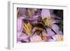 Common Bumblebee on Crocus Flower Collecting Pollen-null-Framed Photographic Print