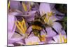 Common Bumblebee on Crocus Flower Collecting Pollen-null-Mounted Photographic Print