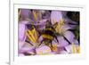 Common Bumblebee on Crocus Flower Collecting Pollen-null-Framed Photographic Print