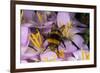 Common Bumblebee on Crocus Flower Collecting Pollen-null-Framed Photographic Print