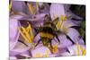 Common Bumblebee on Crocus Flower Collecting Pollen-null-Mounted Photographic Print