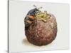 Common Burying Beetle (Necrophorus Vespillo) and Larvae in Ball of Flesh and Bone-null-Stretched Canvas