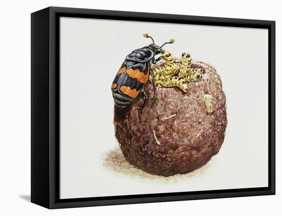 Common Burying Beetle (Necrophorus Vespillo) and Larvae in Ball of Flesh and Bone-null-Framed Stretched Canvas
