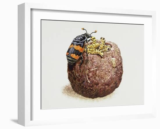 Common Burying Beetle (Necrophorus Vespillo) and Larvae in Ball of Flesh and Bone-null-Framed Giclee Print