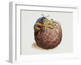 Common Burying Beetle (Necrophorus Vespillo) and Larvae in Ball of Flesh and Bone-null-Framed Giclee Print