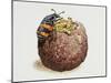 Common Burying Beetle (Necrophorus Vespillo) and Larvae in Ball of Flesh and Bone-null-Mounted Giclee Print