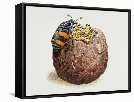 Common Burying Beetle (Necrophorus Vespillo) and Larvae in Ball of Flesh and Bone-null-Framed Stretched Canvas