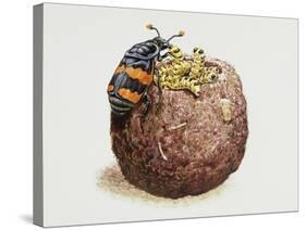 Common Burying Beetle (Necrophorus Vespillo) and Larvae in Ball of Flesh and Bone-null-Stretched Canvas