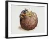 Common Burying Beetle (Necrophorus Vespillo) and Larvae in Ball of Flesh and Bone-null-Framed Giclee Print