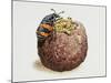 Common Burying Beetle (Necrophorus Vespillo) and Larvae in Ball of Flesh and Bone-null-Mounted Giclee Print