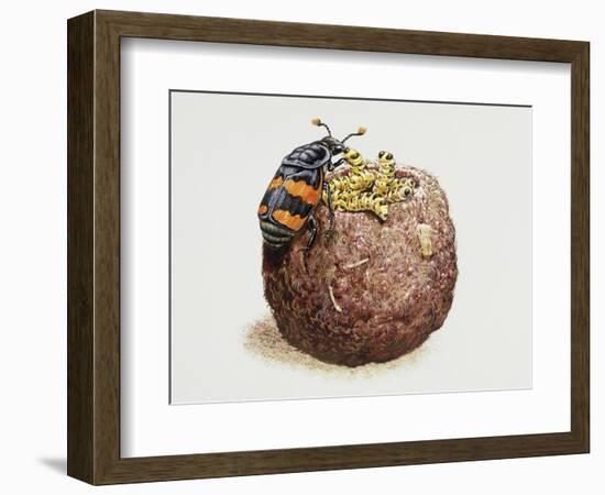 Common Burying Beetle (Necrophorus Vespillo) and Larvae in Ball of Flesh and Bone-null-Framed Giclee Print