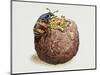 Common Burying Beetle (Necrophorus Vespillo) and Larvae in Ball of Flesh and Bone-null-Mounted Giclee Print