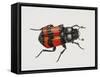 Common Burying Beetle (Necrophorus Vespillo), Silphidae, Artwork by Bridgette James-null-Framed Stretched Canvas