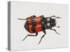 Common Burying Beetle (Necrophorus Vespillo), Silphidae, Artwork by Bridgette James-null-Stretched Canvas