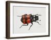 Common Burying Beetle (Necrophorus Vespillo), Silphidae, Artwork by Bridgette James-null-Framed Giclee Print