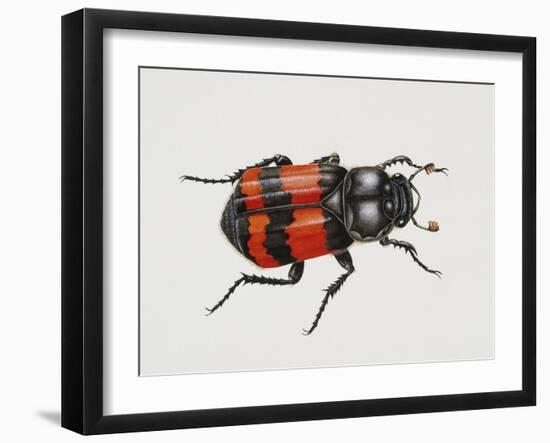 Common Burying Beetle (Necrophorus Vespillo), Silphidae, Artwork by Bridgette James-null-Framed Giclee Print