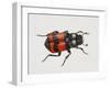 Common Burying Beetle (Necrophorus Vespillo), Silphidae, Artwork by Bridgette James-null-Framed Giclee Print