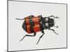 Common Burying Beetle (Necrophorus Vespillo), Silphidae, Artwork by Bridgette James-null-Mounted Giclee Print