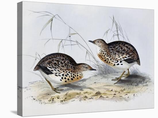 Common Buttonquail (Turnix Sylvatica), from Birds of Europe (1804-1881)-John Gould-Stretched Canvas