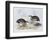 Common Buttonquail (Turnix Sylvatica), from Birds of Europe (1804-1881)-John Gould-Framed Giclee Print