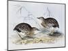 Common Buttonquail (Turnix Sylvatica), from Birds of Europe (1804-1881)-John Gould-Mounted Giclee Print