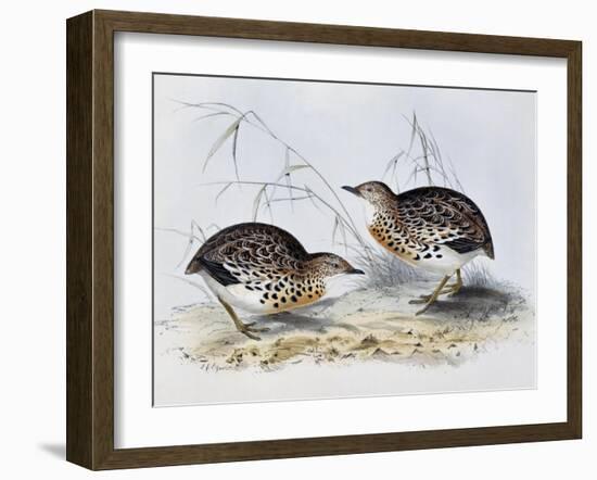 Common Buttonquail (Turnix Sylvatica), from Birds of Europe (1804-1881)-John Gould-Framed Giclee Print