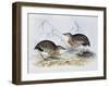 Common Buttonquail (Turnix Sylvatica), from Birds of Europe (1804-1881)-John Gould-Framed Giclee Print