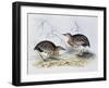 Common Buttonquail (Turnix Sylvatica), from Birds of Europe (1804-1881)-John Gould-Framed Giclee Print