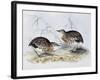 Common Buttonquail (Turnix Sylvatica), from Birds of Europe (1804-1881)-John Gould-Framed Giclee Print