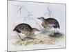 Common Buttonquail (Turnix Sylvatica), from Birds of Europe (1804-1881)-John Gould-Mounted Giclee Print