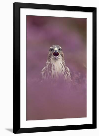 Common Buzzard (Buteo buteo) adult, calling, September (captive)-Paul Sawer-Framed Photographic Print