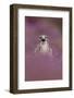 Common Buzzard (Buteo buteo) adult, calling, September (captive)-Paul Sawer-Framed Photographic Print