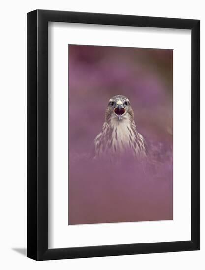 Common Buzzard (Buteo buteo) adult, calling, September (captive)-Paul Sawer-Framed Photographic Print