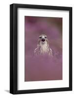 Common Buzzard (Buteo buteo) adult, calling, September (captive)-Paul Sawer-Framed Photographic Print