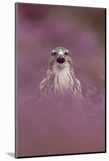 Common Buzzard (Buteo buteo) adult, calling, September (captive)-Paul Sawer-Mounted Photographic Print