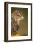 Common buzzard (Buteo buteo), among the autumn foliage, United Kingdom, Europe-Kyle Moore-Framed Photographic Print