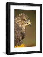 Common buzzard (Buteo buteo), among the autumn foliage, United Kingdom, Europe-Kyle Moore-Framed Photographic Print