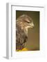 Common buzzard (Buteo buteo), among the autumn foliage, United Kingdom, Europe-Kyle Moore-Framed Photographic Print