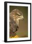 Common buzzard (Buteo buteo), among the autumn foliage, United Kingdom, Europe-Kyle Moore-Framed Photographic Print