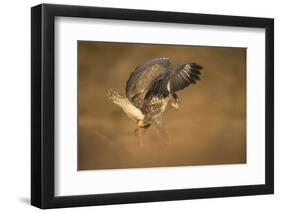 Common buzzard (Buteo buteo), flapping wings on the ground, United Kingdom, Europe-Kyle Moore-Framed Photographic Print