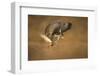 Common buzzard (Buteo buteo), flapping wings on the ground, United Kingdom, Europe-Kyle Moore-Framed Photographic Print