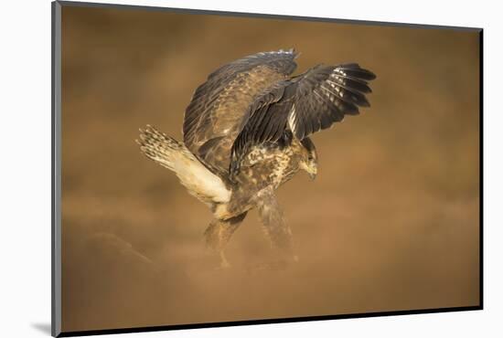 Common buzzard (Buteo buteo), flapping wings on the ground, United Kingdom, Europe-Kyle Moore-Mounted Photographic Print