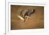 Common buzzard (Buteo buteo), flapping wings on the ground, United Kingdom, Europe-Kyle Moore-Framed Photographic Print