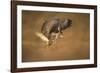 Common buzzard (Buteo buteo), flapping wings on the ground, United Kingdom, Europe-Kyle Moore-Framed Photographic Print