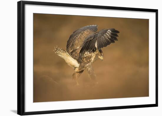 Common buzzard (Buteo buteo), flapping wings on the ground, United Kingdom, Europe-Kyle Moore-Framed Photographic Print