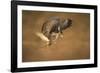 Common buzzard (Buteo buteo), flapping wings on the ground, United Kingdom, Europe-Kyle Moore-Framed Photographic Print