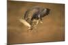 Common buzzard (Buteo buteo), flapping wings on the ground, United Kingdom, Europe-Kyle Moore-Mounted Photographic Print