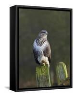 Common Buzzard (Buteo Buteo) Perched on a Gate Post, Cheshire, England, UK, December-Richard Steel-Framed Stretched Canvas