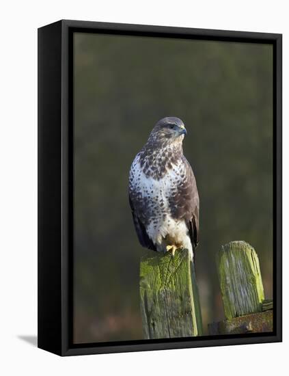 Common Buzzard (Buteo Buteo) Perched on a Gate Post, Cheshire, England, UK, December-Richard Steel-Framed Stretched Canvas